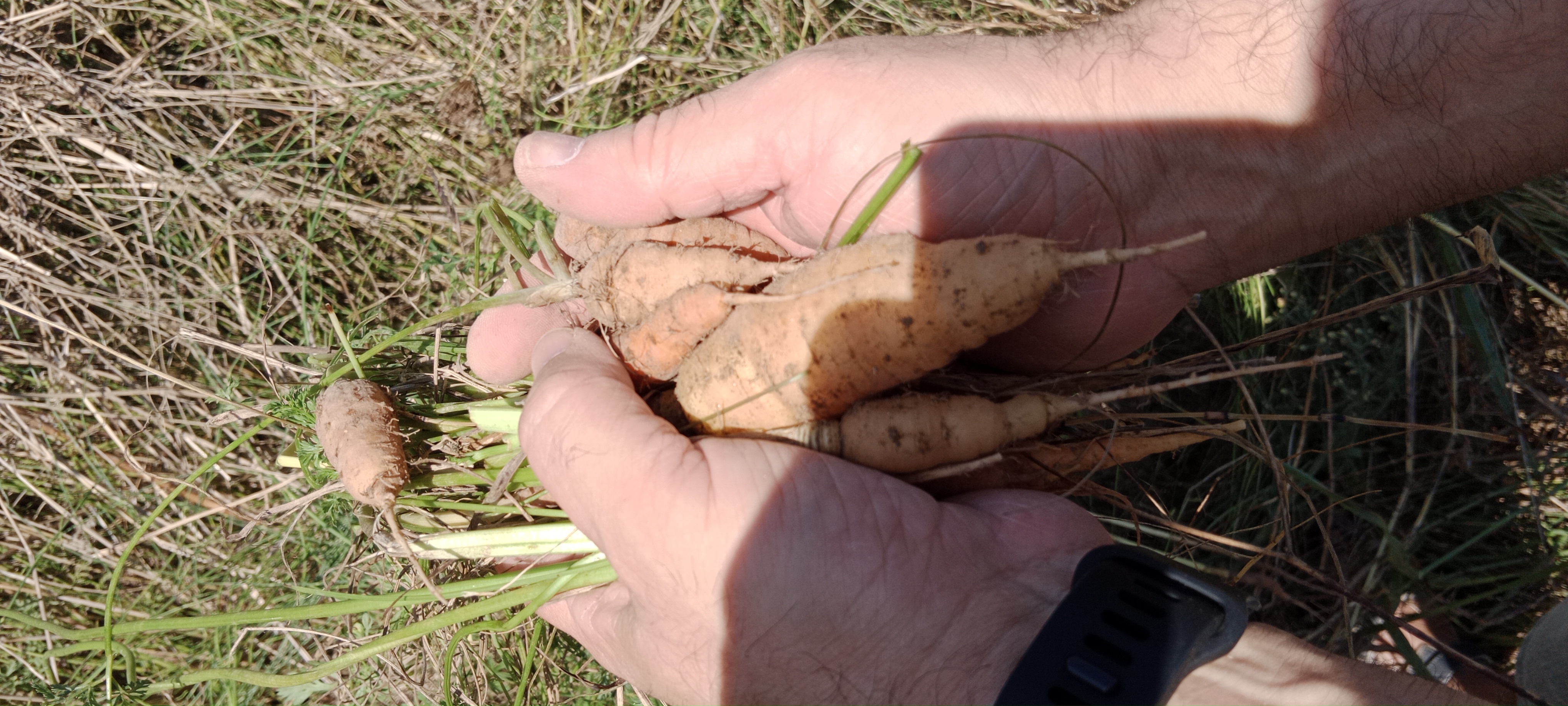 Agricultura sin labranza